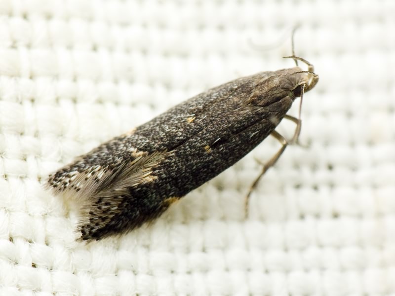 Lepidoptera